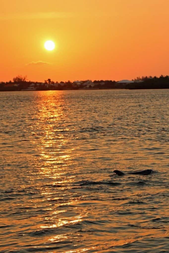 dolphin cruise sanibel island florida