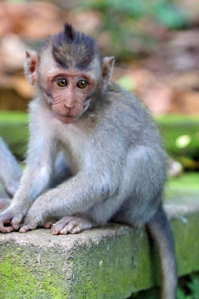 A visit to the Monkey Forest in Ubud Bali