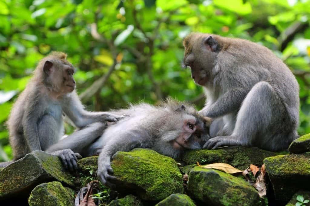 Photos from the Monkey Forest in Ubud, Bali