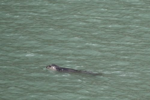 Tracy Arm Fjord Glacier Explorer Excursion - Alaska Cruise - Tammilee Tips