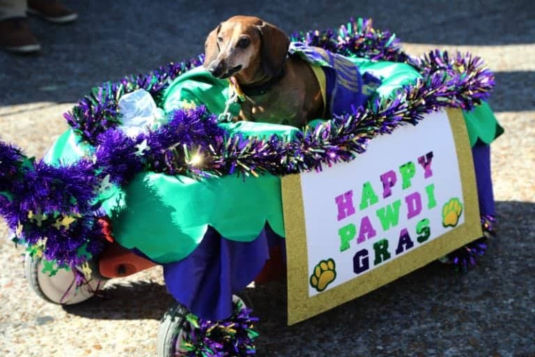 Krewe of Barkus Parade in Lake Charles, Louisiana Tammilee Tips