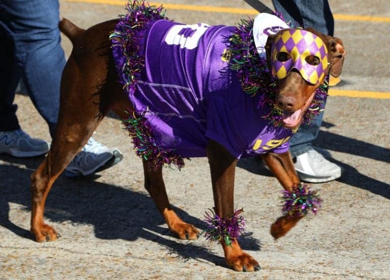 Krewe of Barkus Parade in Lake Charles, Louisiana Tammilee Tips