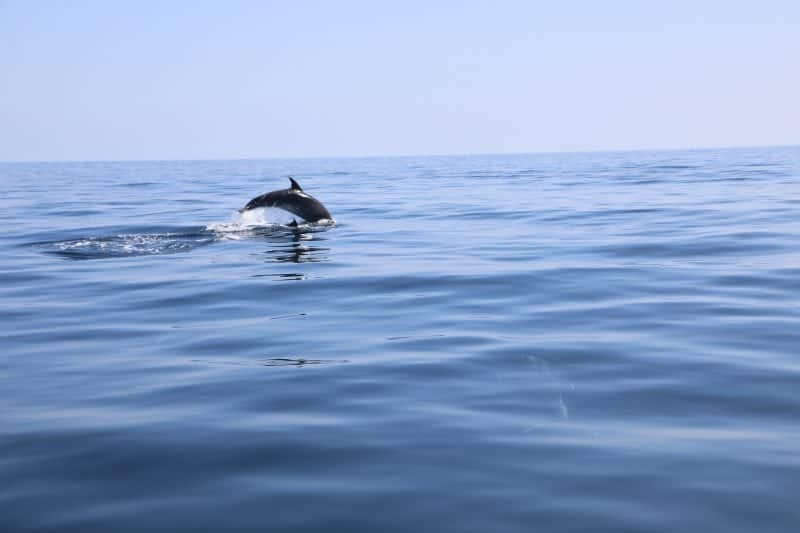 catalina dolphin tour