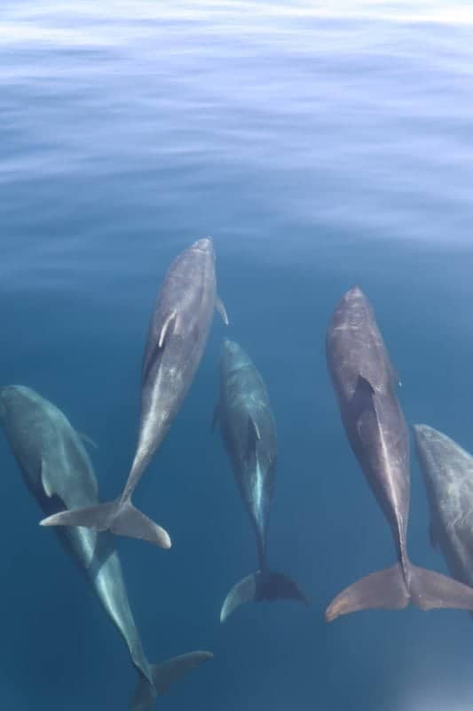 catalina dolphin tour