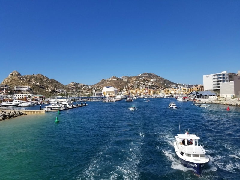 Cabo San Lucas Whale Watching Excursion {Video} - Tammilee Tips