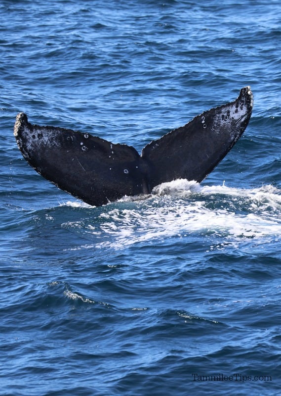 Cabo San Lucas Whale Watching Excursion {Video} - Tammilee Tips